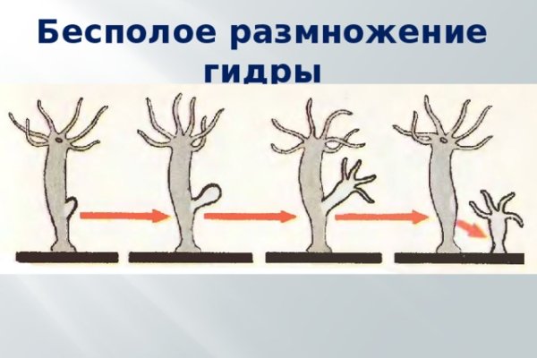 Gidra магазин