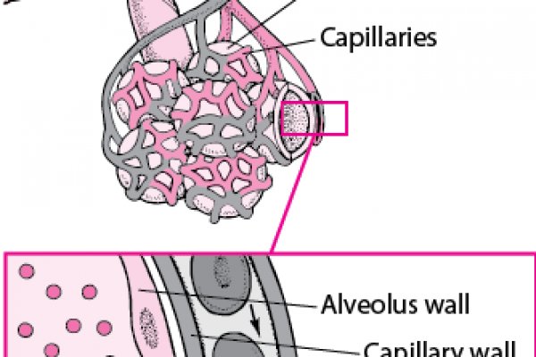 Официальный сайт даркнет