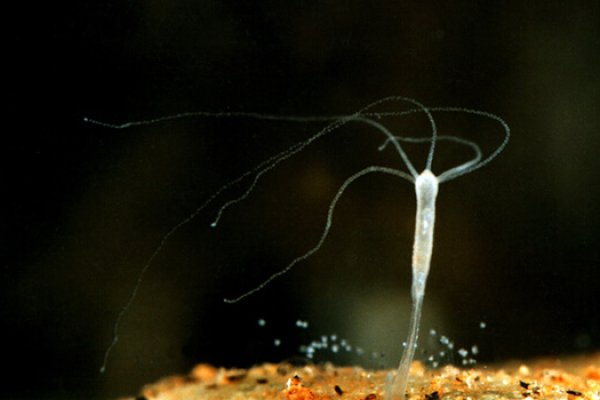 Kraken что это за сайт