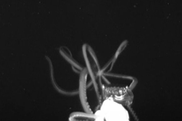 Kraken istand onion